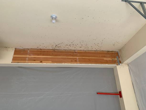 Best Attic Mold Removal  in Stephenville, TX