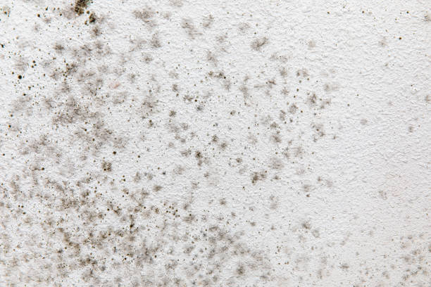 Best Mold Documentation for Insurance Claims  in Stephenville, TX