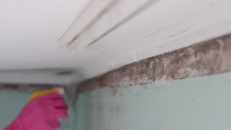 Biohazard Mold Removal in Stephenville, TX